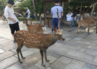 Nara's deer