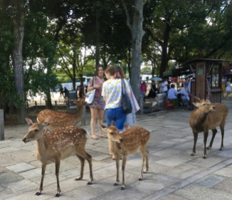 deer in Nara
