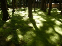 moss garden at Toshodaiji Temple