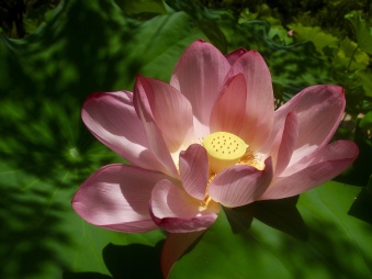 lotus at Toshodaiji Temple